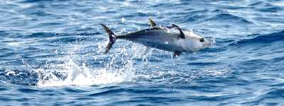 Bluefin Tuna